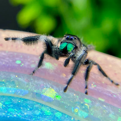 Mature Regal Jumping Spider Male - AURORA-1-19