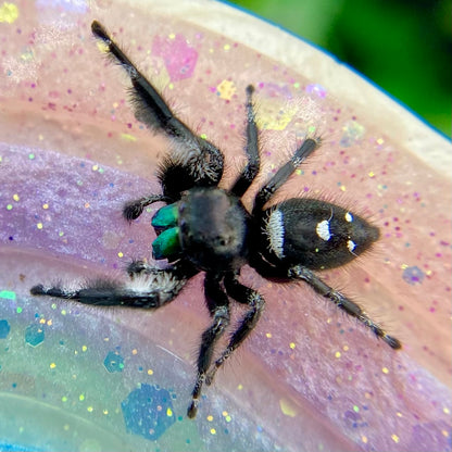 Mature Regal Jumping Spider Male - AURORA-1-19