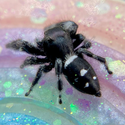 Mature Regal Jumping Spider Male - AURORA-1-19