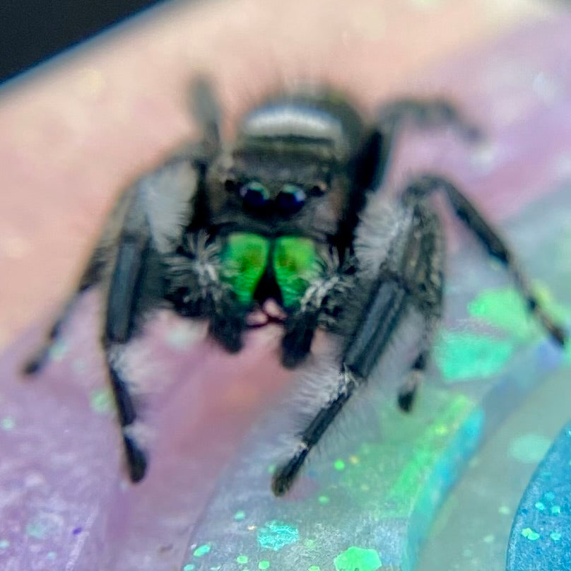 Mature Regal Jumping Spider Male - AURORA-1-19