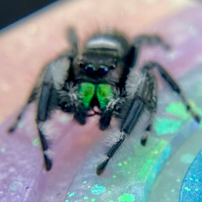 Mature Regal Jumping Spider Male - AURORA-1-19