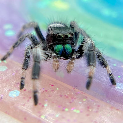 Regal Jumping Spider Male - Juvenile i7 - AURORA-1-5