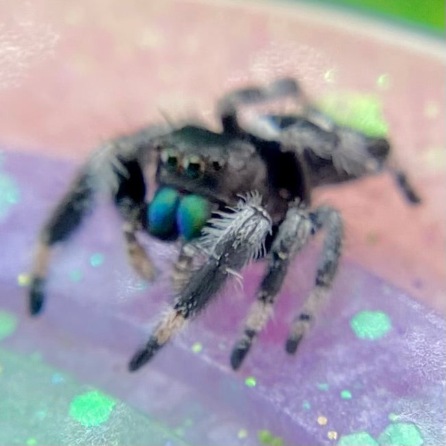 Regal Jumping Spider Male - Juvenile i7 - AURORA-1-5