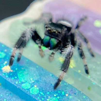 Regal Jumping Spider Male - Juvenile i7 - AURORA-1-5