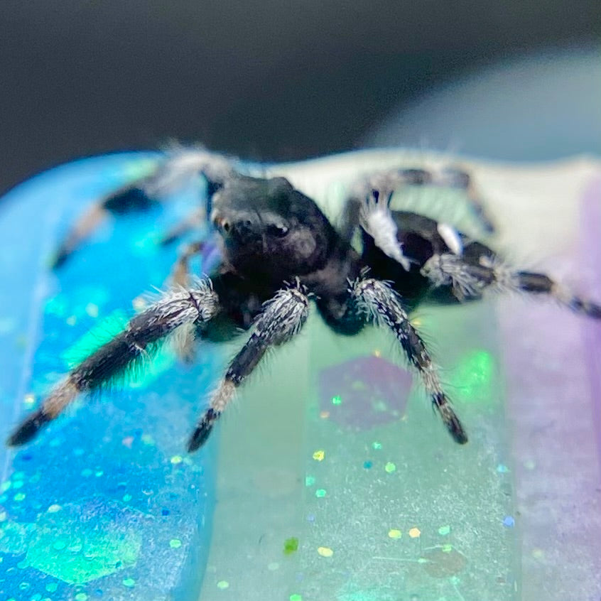 Regal Jumping Spider Male - Juvenile i7 - AURORA-1-5