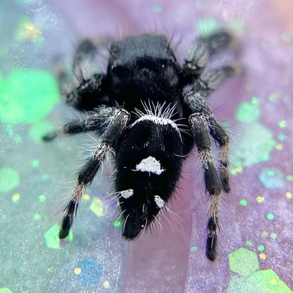 Regal Jumping Spider Male - Juvenile i7 - AURORA-1-5