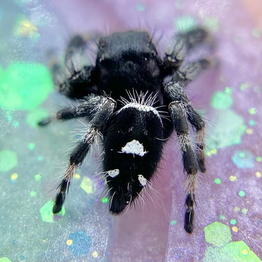 Regal Jumping Spider Male - Juvenile i7 - AURORA-1-5