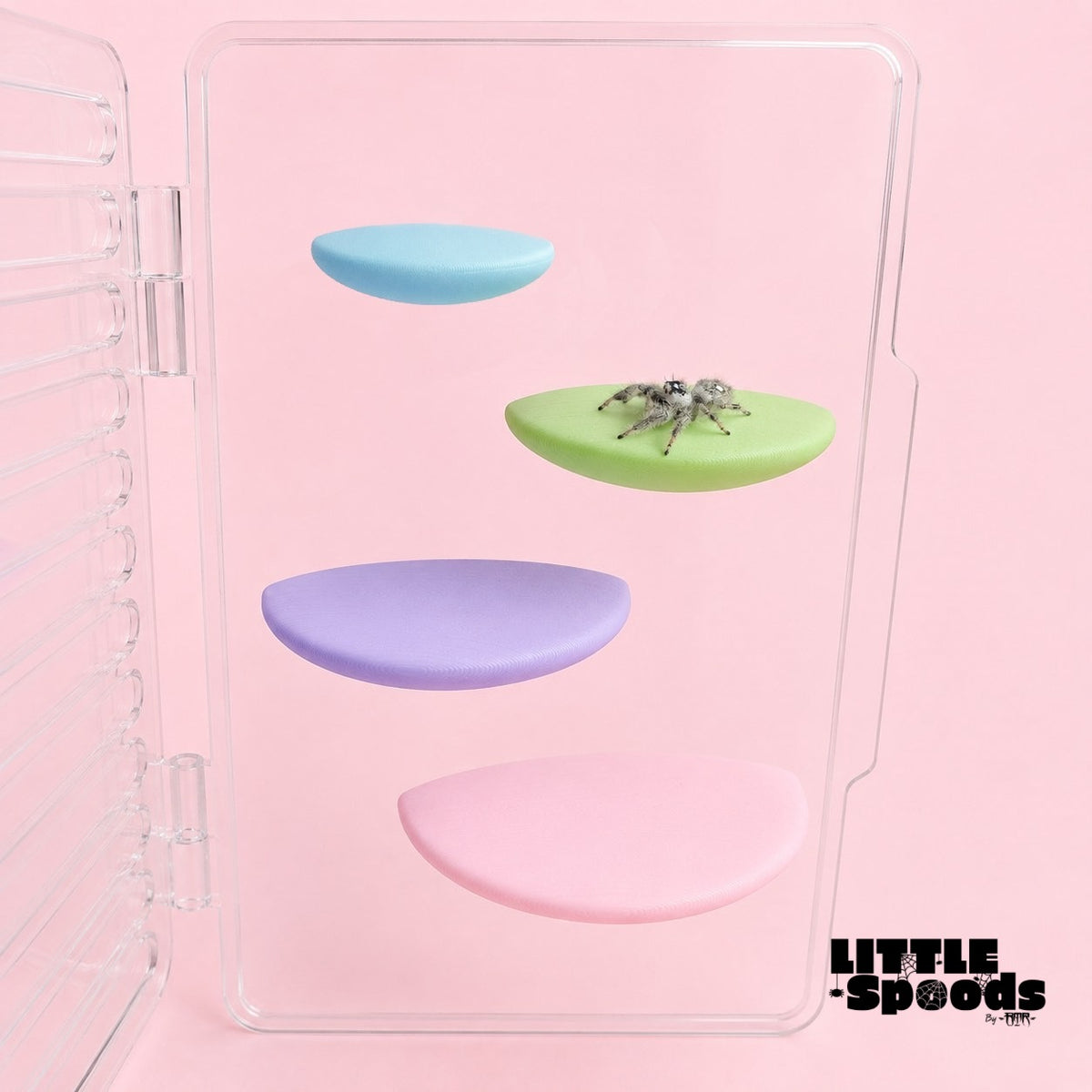 Magnetic jumping spider ledges in blue green purple and pink inside a clear enclosure