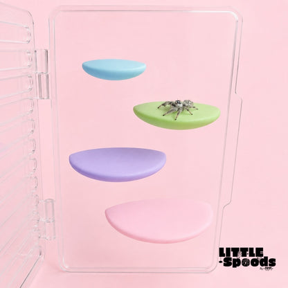 Magnetic jumping spider ledges in blue green purple and pink inside a clear enclosure