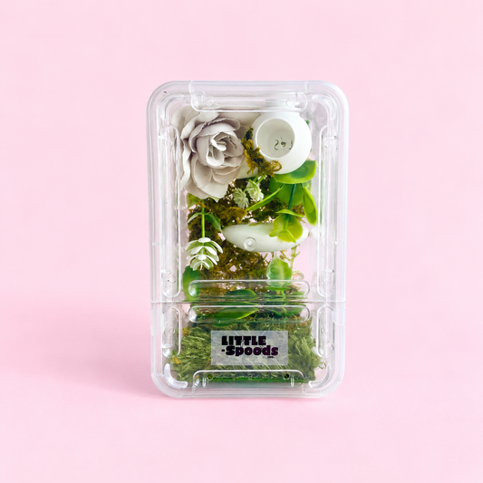 Naturalistic juvenile jumping spider enclosure with natural moss background, layered greenery, white flowers, and removable white hide
