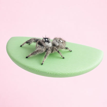 Green magnetic jumping spider ledge with a jumping spider perched on it