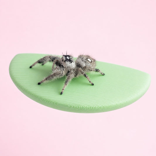 Green magnetic jumping spider ledge with a jumping spider perched on it