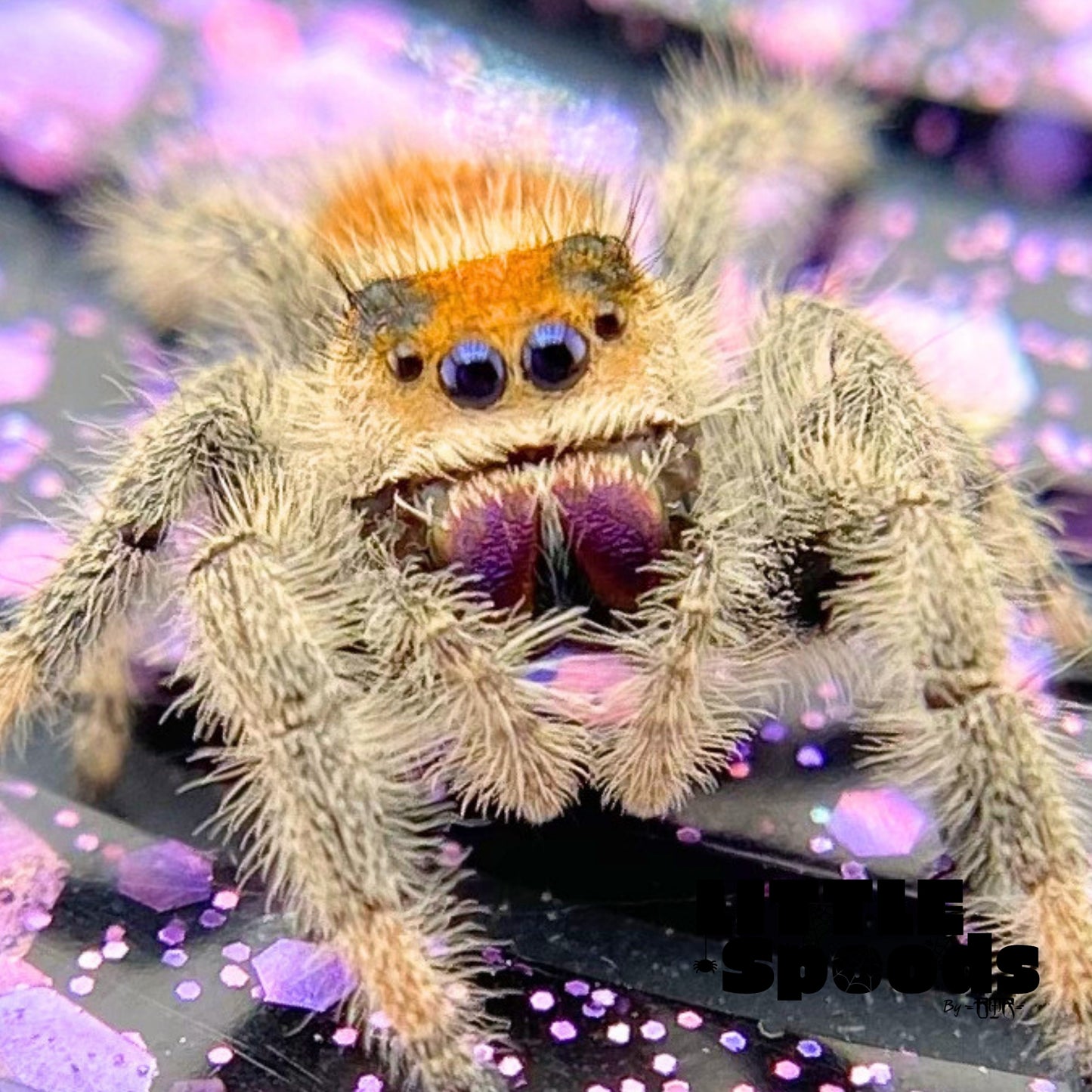 High Orange Female regal jumping spider front closeup view