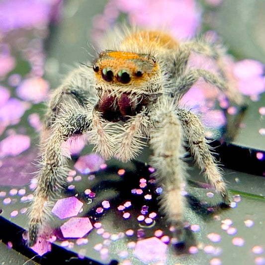 Orange Regal Jumping Spider Female i6 Juvenile closeup on purple decor