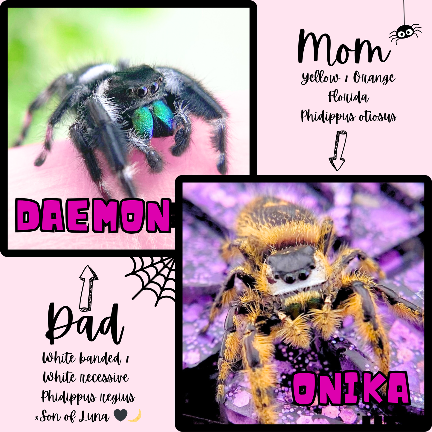 Parents Florida Phidippus Otiosus x White Phidippus Regius Hybrid jumping spiders for sale