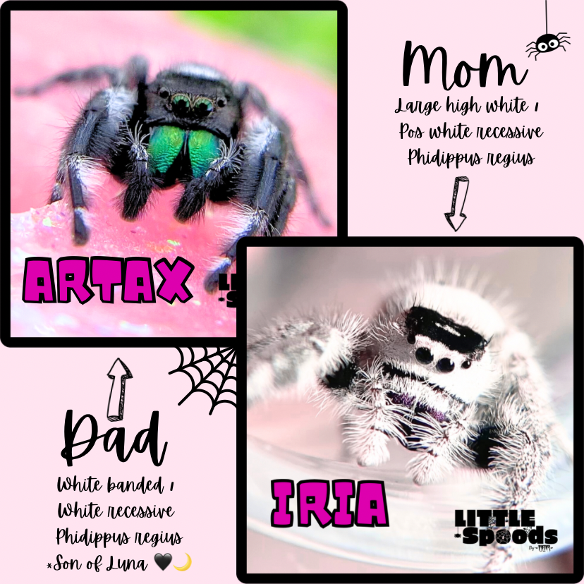 Parents of white jumping spiders for sale - White Regal jumping spider - Phidippus Regius