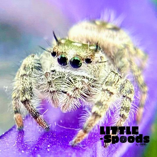 Phidippus otiosus or canopy jumping spider closeup. 