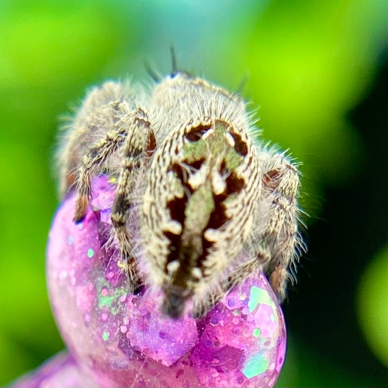 Phidippus otiosus female belly closeup to showcase green iridescence