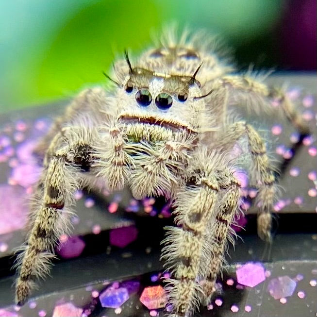 Northern Phidippus otiosus female front view