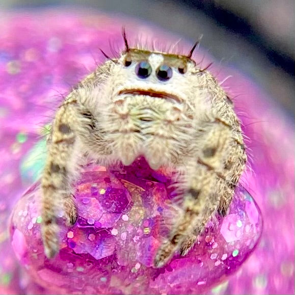 Phidippus otiosus juvenile female closeup in pink background
