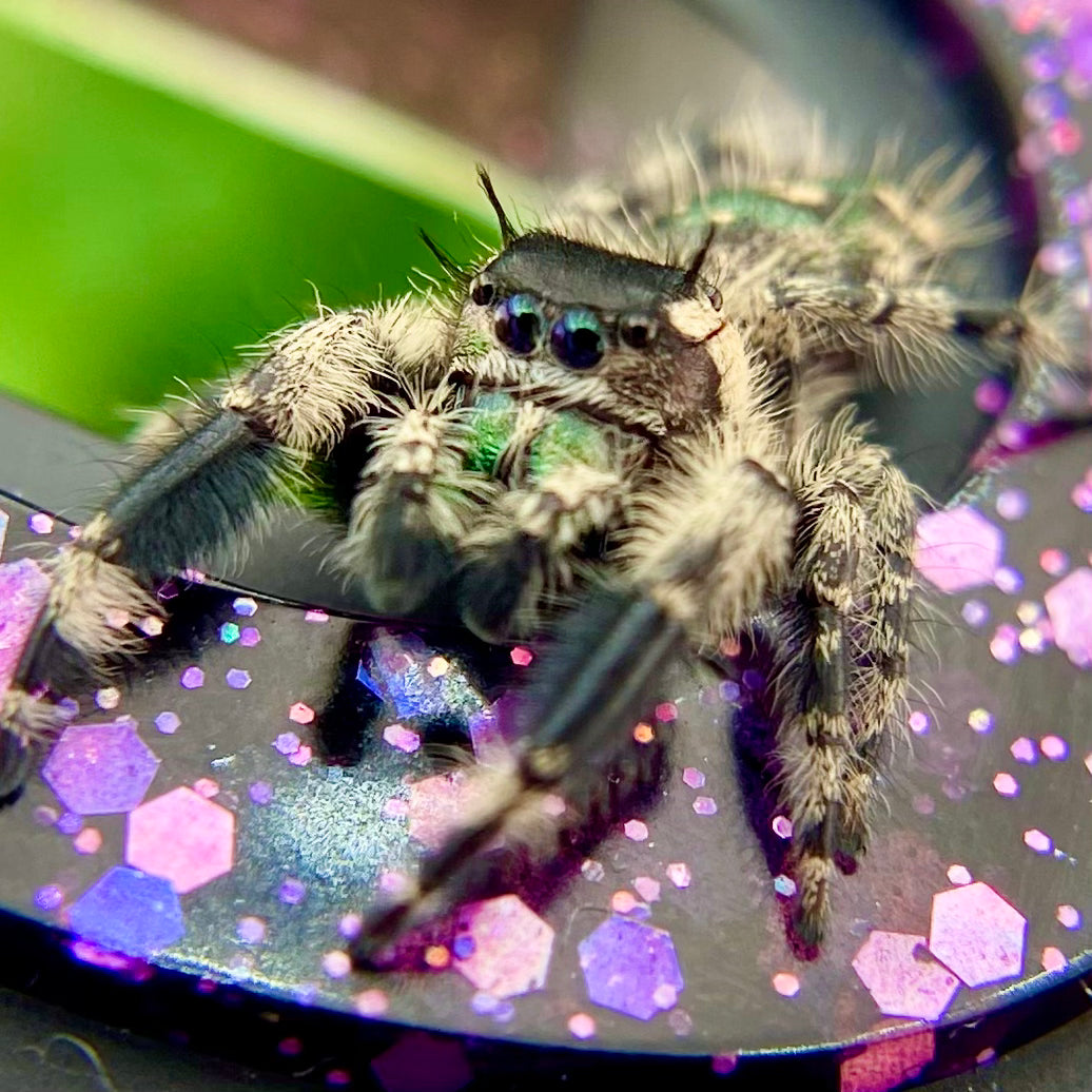 Phidippus otiosus mature male closeup in purple decor background