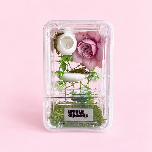 Decorated juvenile jumping spider enclosure with a pink rose, green foliage, moss, and a removable white hide