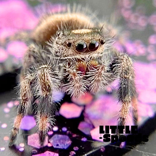Regal jumping spider juvenile