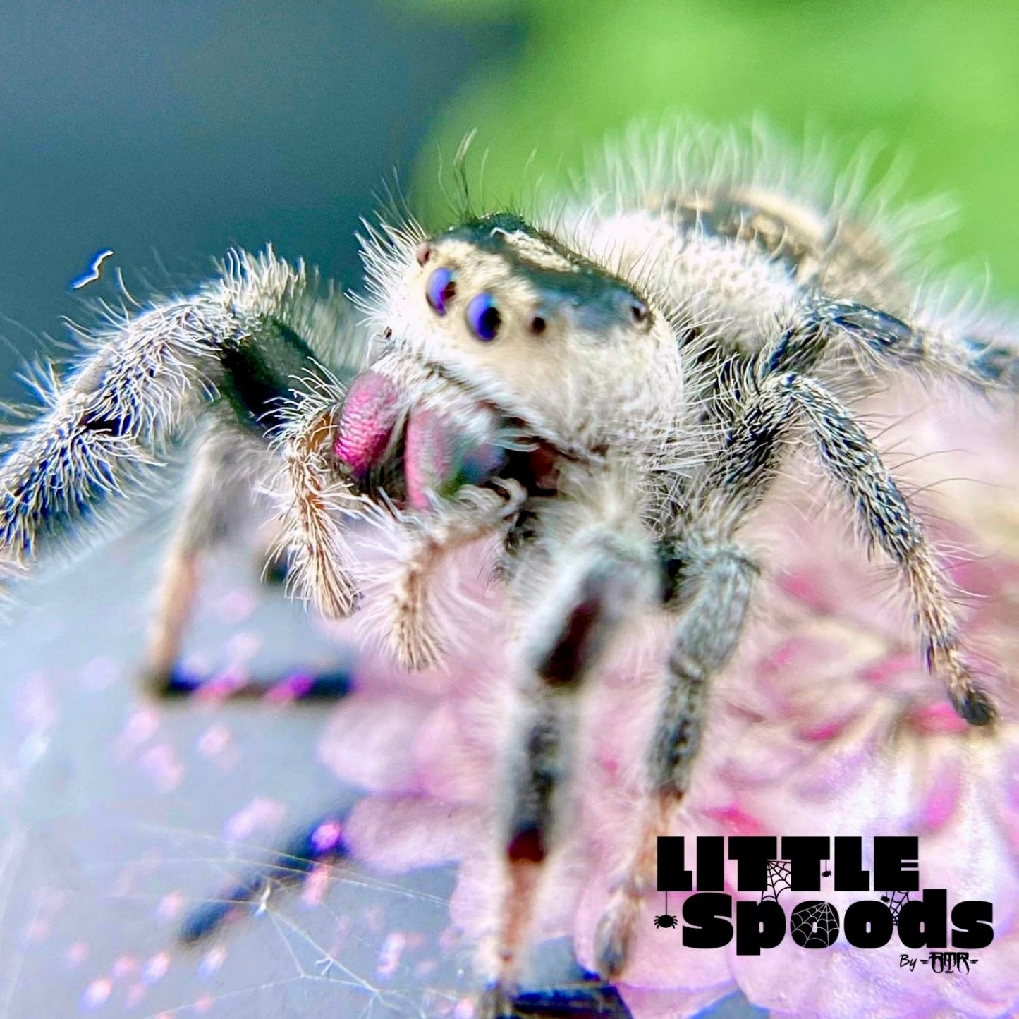 Regal Jumping Spider | Marion × Wallace Mystery Pick