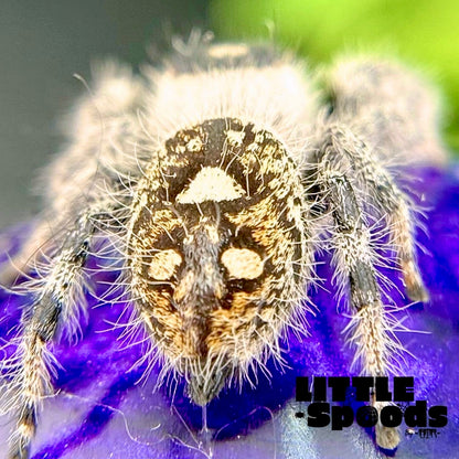 Regal Jumping Spider | Marion × Wallace Mystery Pick