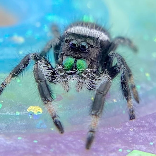 Regal Jumping Spider Male - Juvenile i7 - AUTUMN-1-43