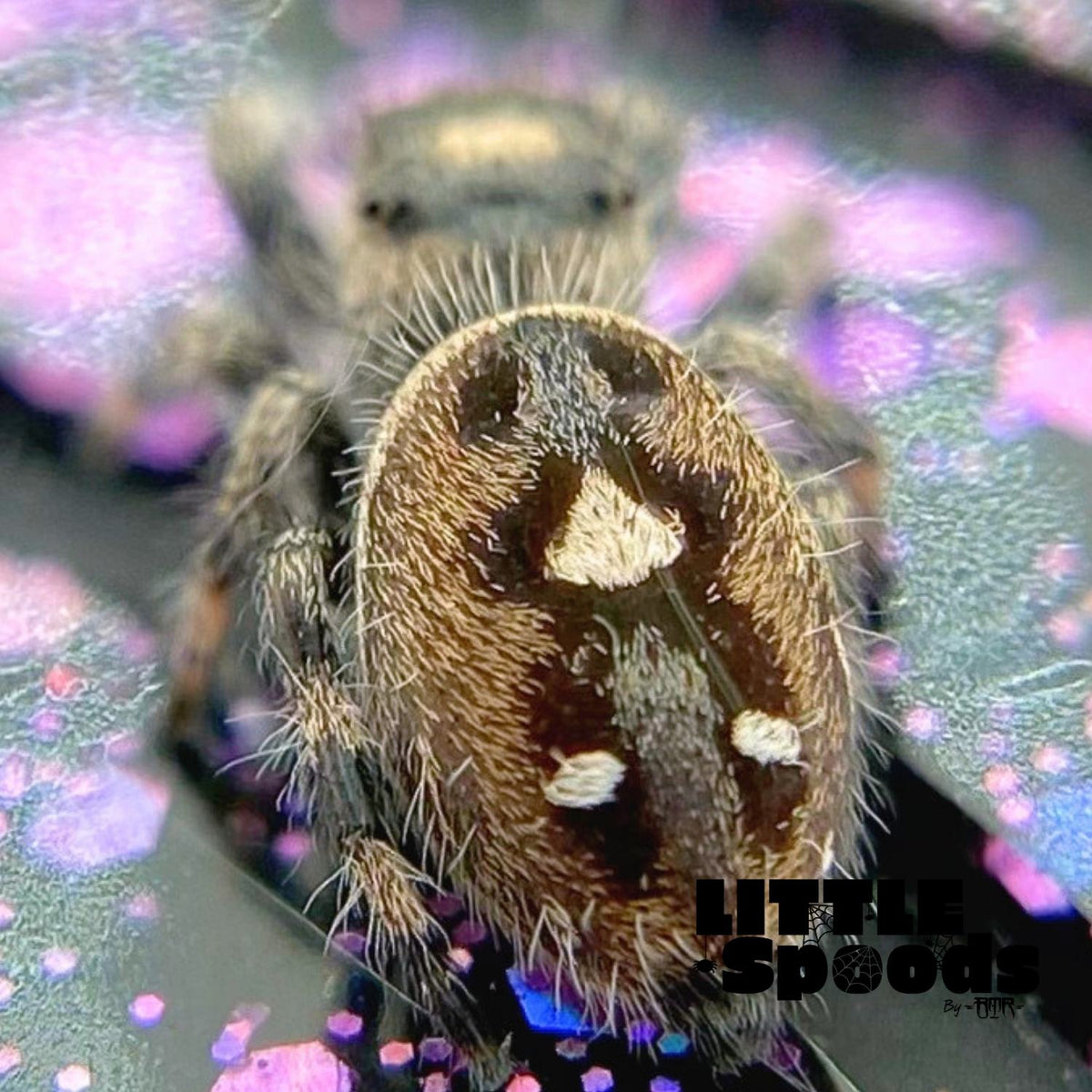 Regal Jumping Spider Female i6 - ELVIRA-1-52