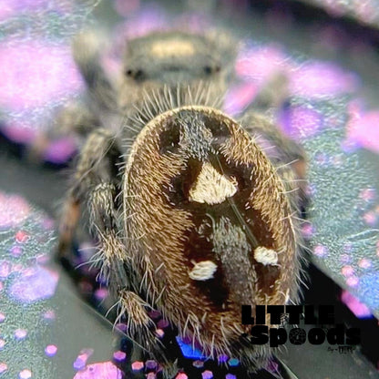 Regal Jumping Spider Female i6 - ELVIRA-1-52