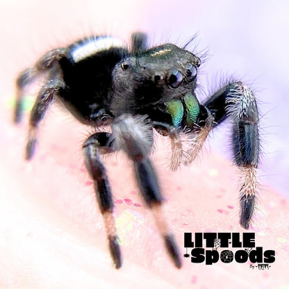 Regal Jumping Spider Male i7 - ELVIRA-2-5