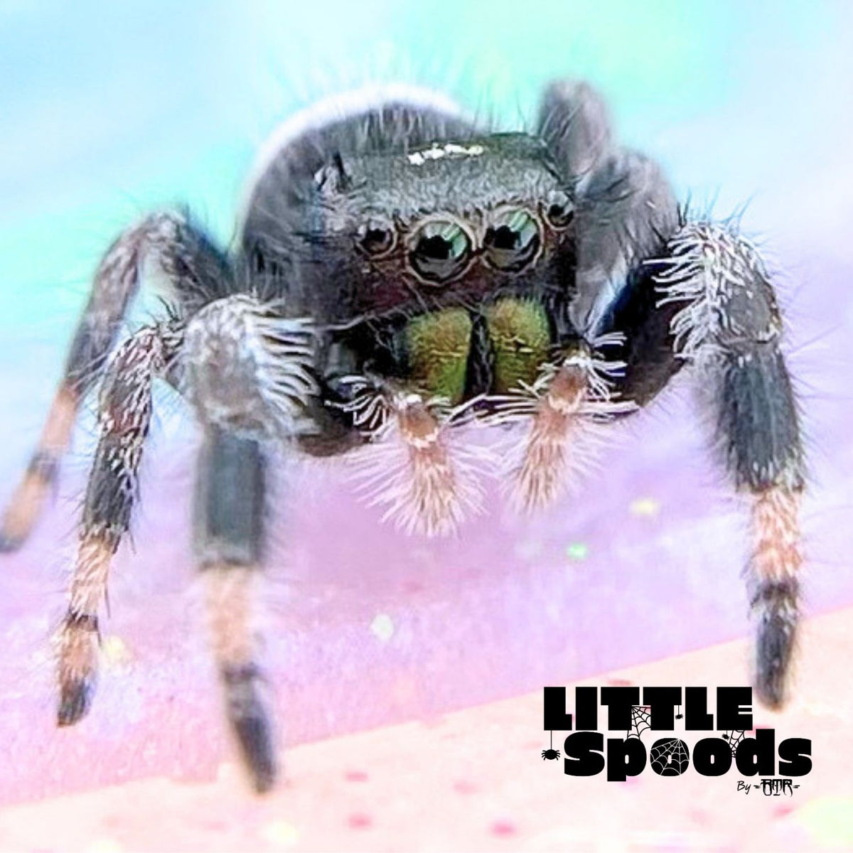 Regal Jumping Spider Male i6 - ELVIRA-1-75