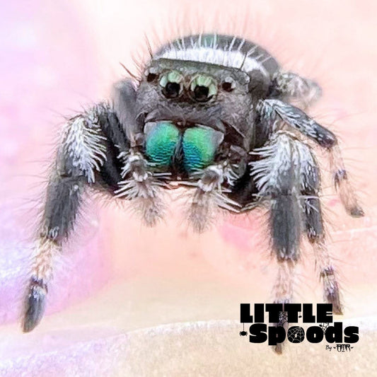 Regal Jumping Spider Male i6 - AURORA-1-13
