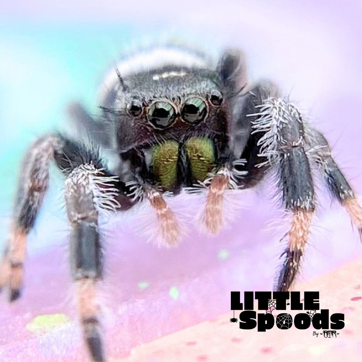 Regal Jumping Spider Male i6 - ELVIRA-1-75