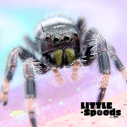 Regal Jumping Spider Male i6 - ELVIRA-1-75