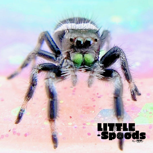 Regal Jumping Spider Male i6 - ELVIRA-2-7