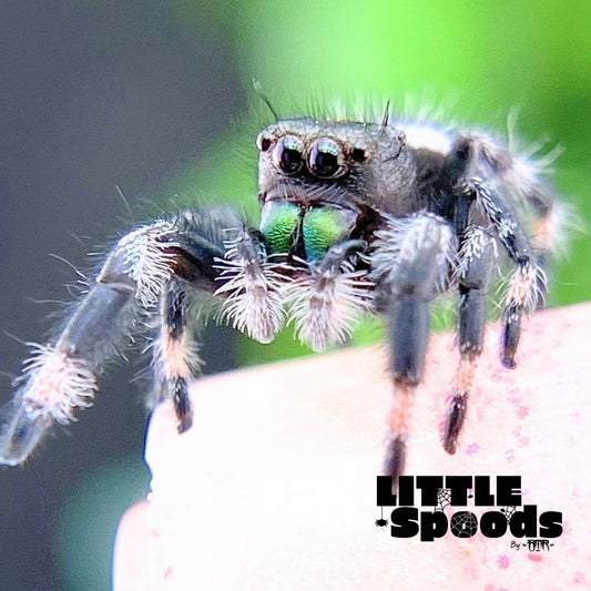 Regal Jumping Spider Male i6 - AURORA-1-13