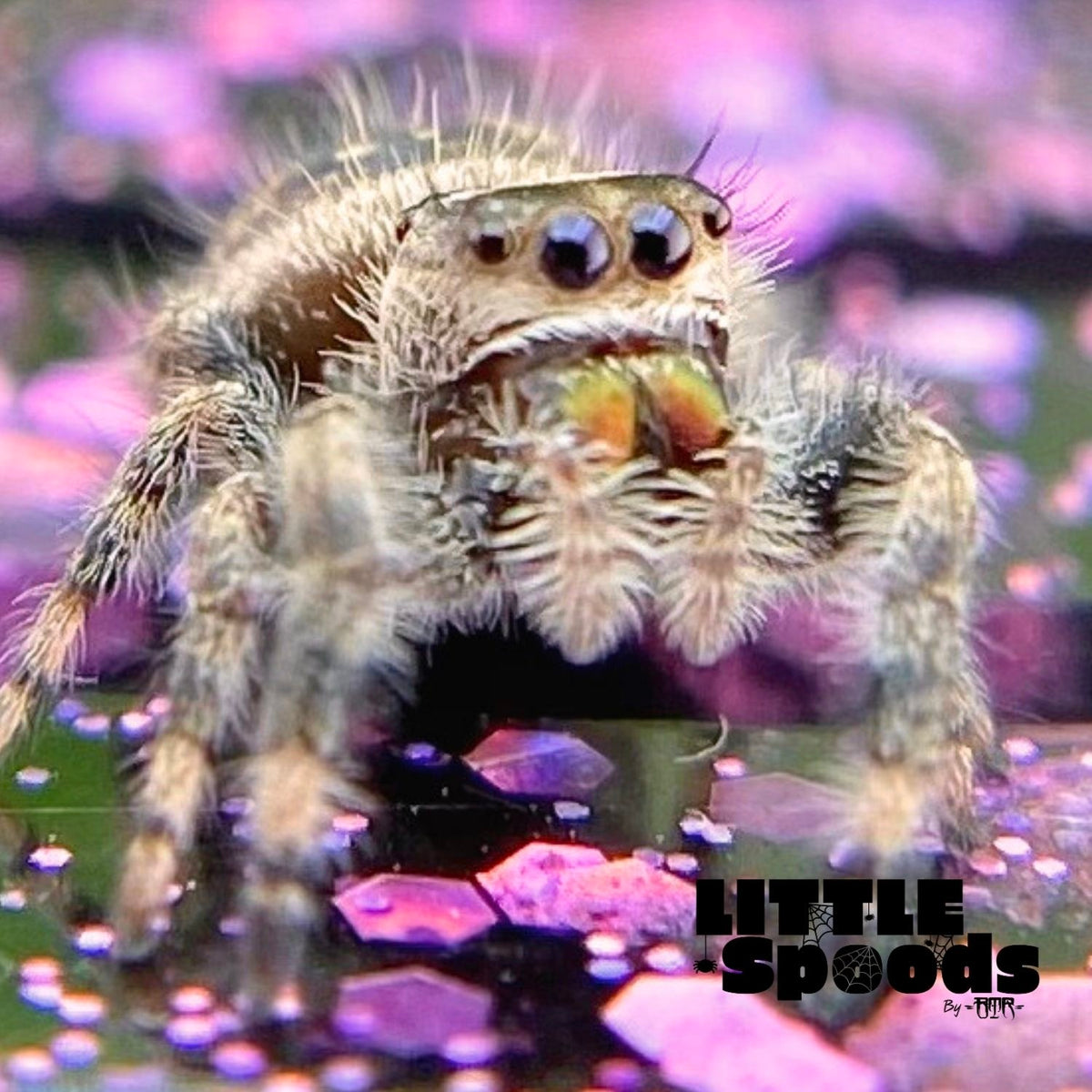 Regal Jumping Spider Female i6 - ELVIRA-1-14