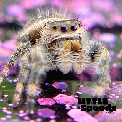 Regal Jumping Spider Female i6 - ELVIRA-1-14