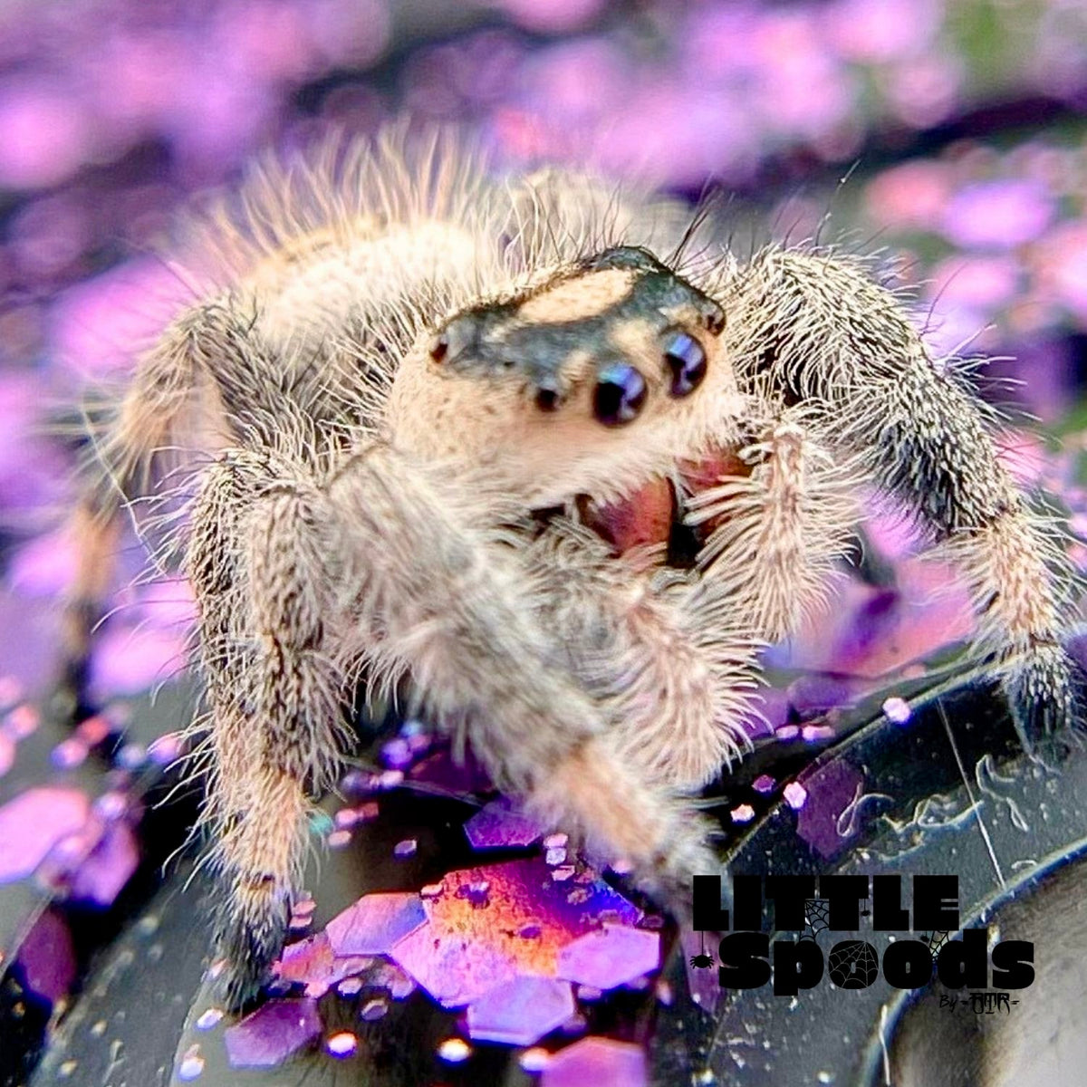 Creamy Peach Regal Jumping Spider Female i9 - MARION-1-2
