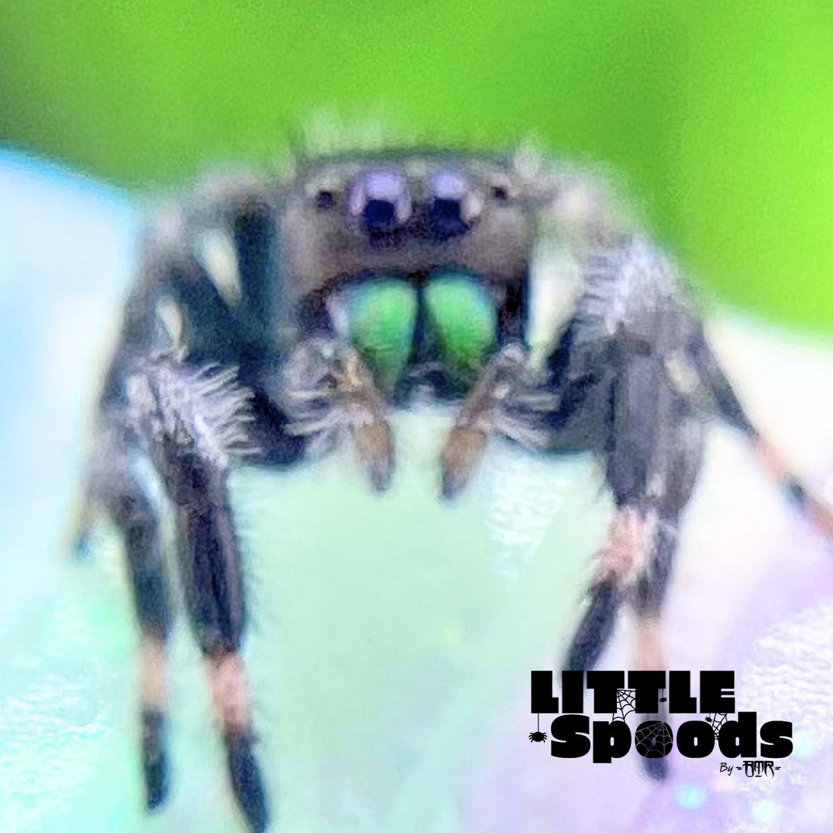 Regal Jumping Spider Male i6 - PANDORA-2-29
