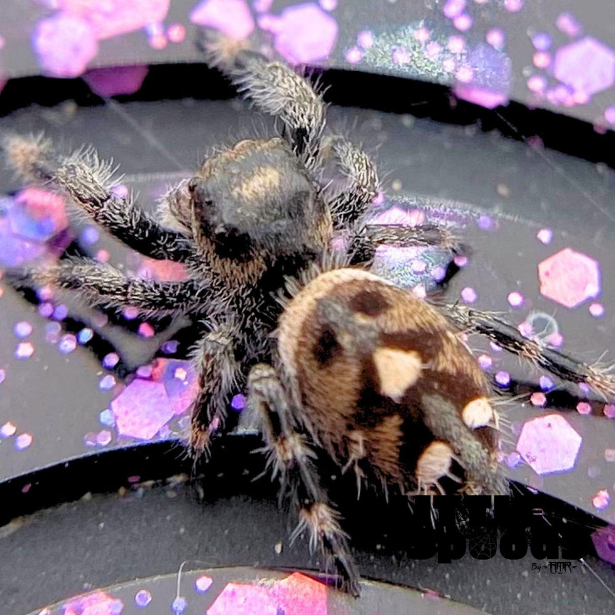 Regal Jumping Spider Female i6 - MARION-1-6