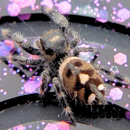 Regal Jumping Spider Female i6 - MARION-1-6