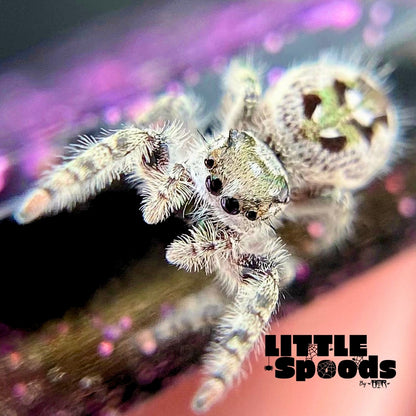 White Phidippus Otiosus (Canopy Jumping Spider) i6 - ANAIS-1-6