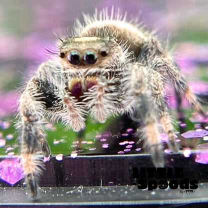 Regal Jumping Spider Female i6 - ELVIRA-1-52