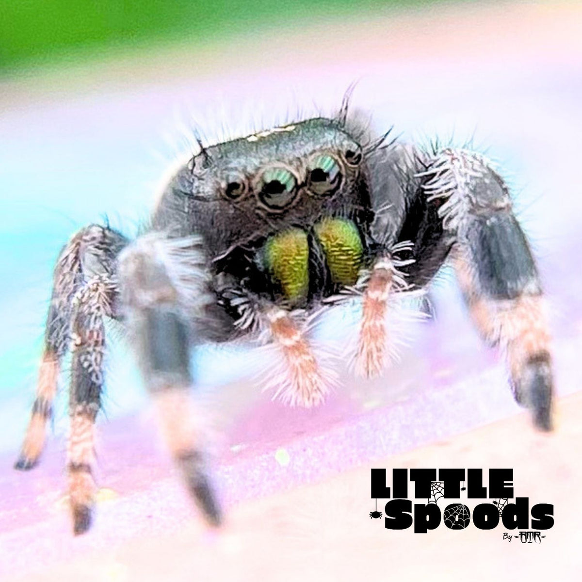 Regal Jumping Spider Male i6 - ELVIRA-1-75
