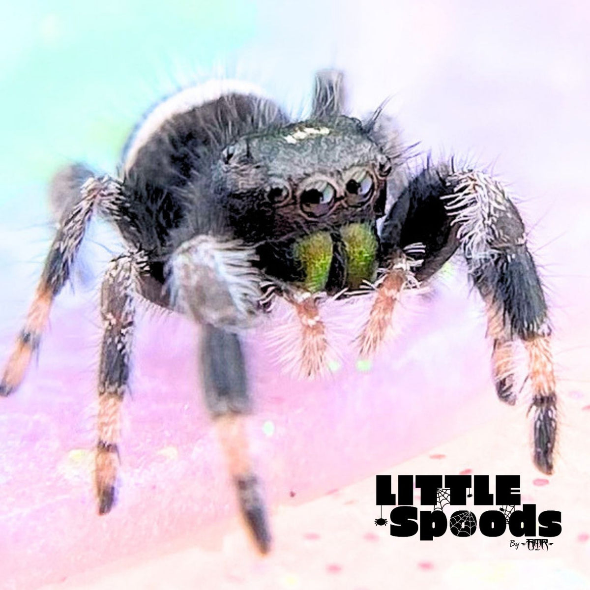 Regal Jumping Spider Male i6 - ELVIRA-1-75