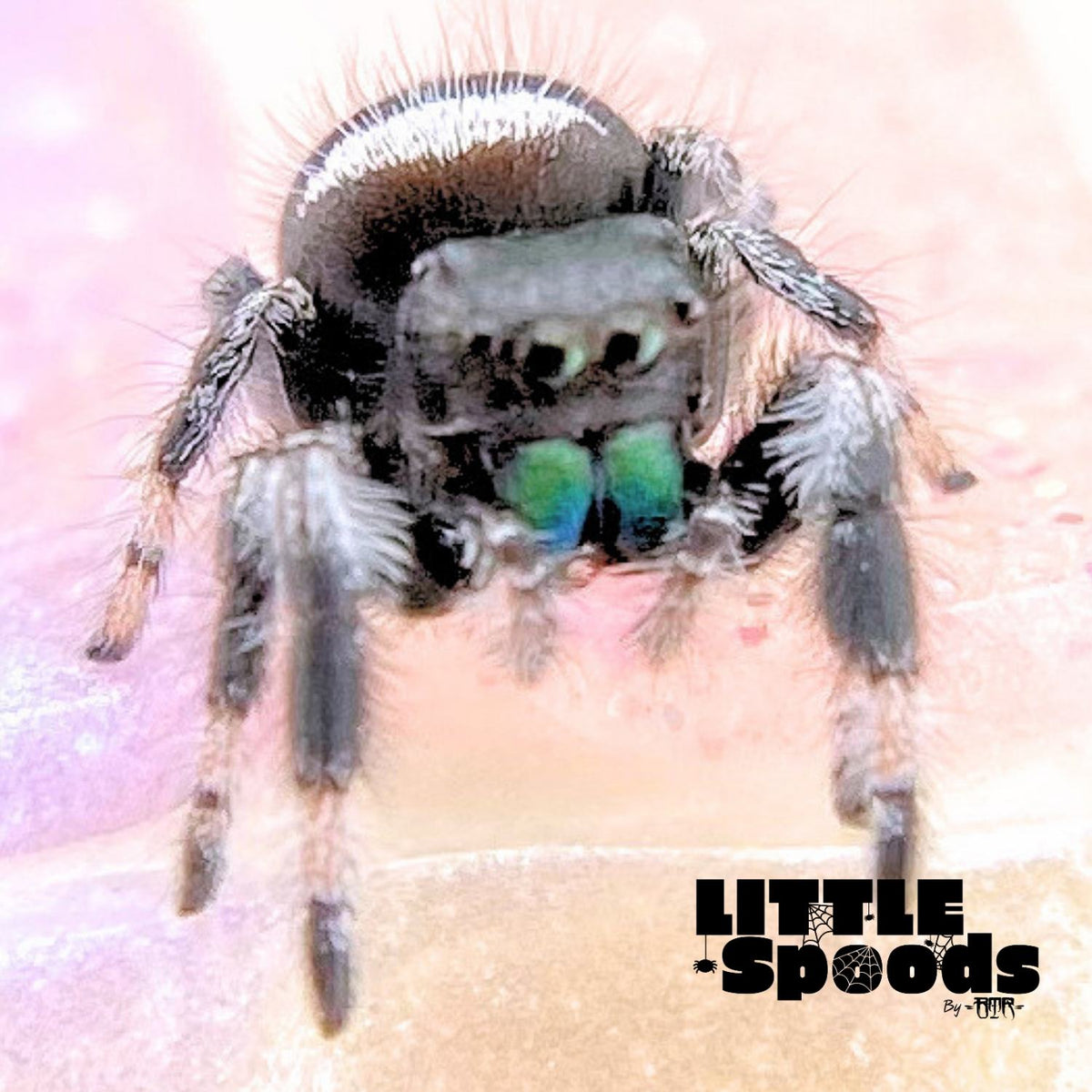 Regal Jumping Spider Male i6 - AURORA-1-13